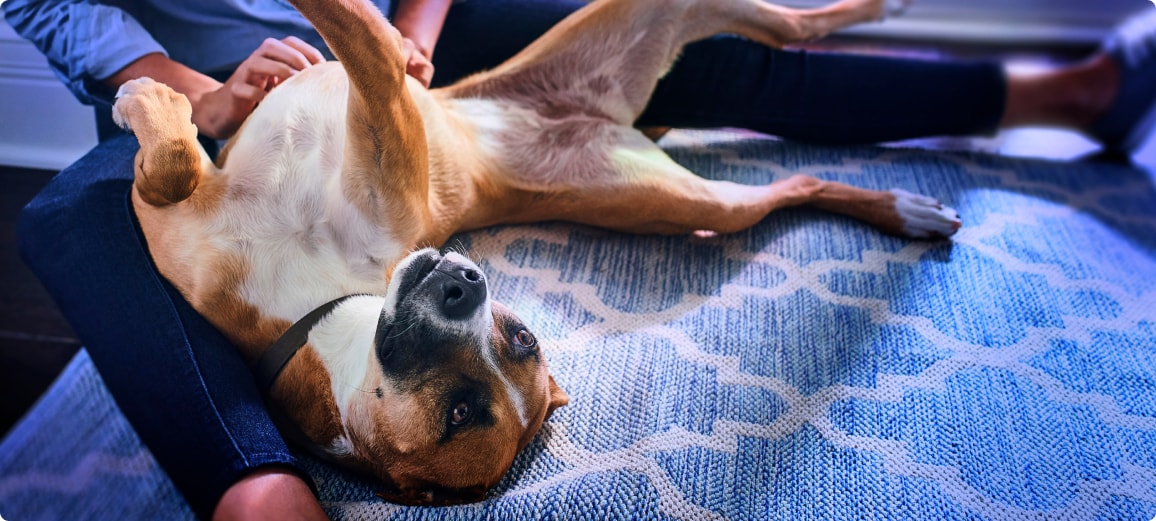 A dog lying down getting a belly rub from the pet parent