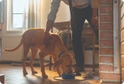 A large dog eating dog food from a bowl next to the pet parent